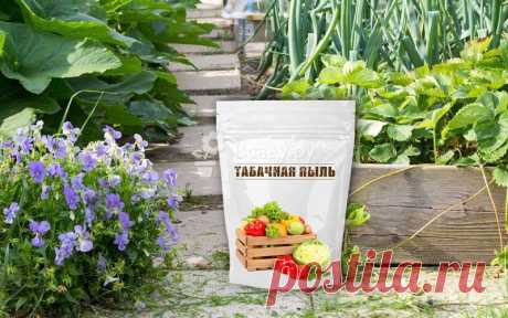 Табачная пыль от вредителей - как использовать Как использовать табачную пыль против вредителей, способы применения. Что добавляют в табачную пыль, когда ее можно использовать, от каких вредителей