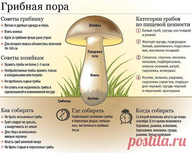 Грибная пора - советы грибнику