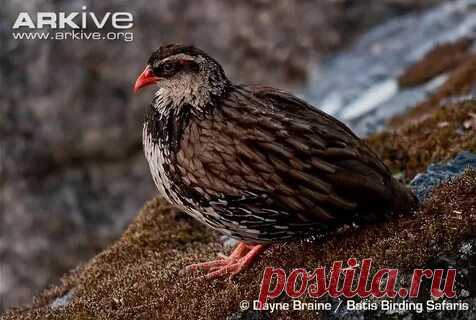 arkive wildlife: 1 тыс изображений найдено в Яндекс Картинках