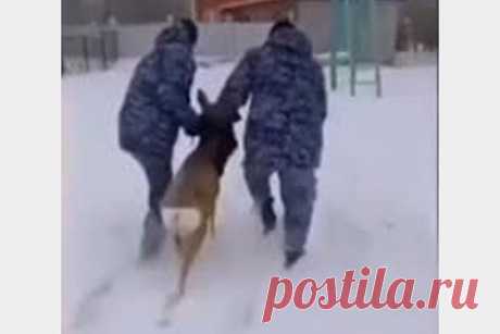 «Задержание» косули в российском городе попало на видео. Омские росгвардейцы поймали косулю. Момент «задержания» дикого животного попал на видео. Полицейские патрулировали левый берег Иртыша, когда заметили косулю, застрявшую в металлических прутьях забора. Ее бережно освободили и отвезли на осмотр к ветеринарам. Травм у животного не обнаружили и отпустили на волю.