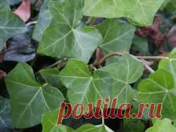 Здоровье, народная медицина, бад, косметика