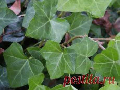 Здоровье, народная медицина, бад, косметика