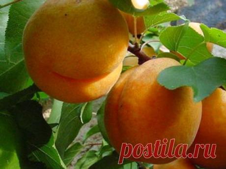 Абрикос обыкновенный описание фото.