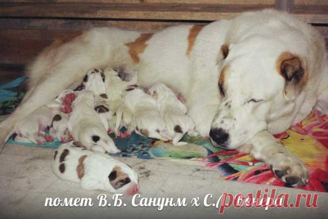 о. Вит Бир Сонун
м. Страйк Лайф Венера
д.р. 21.09.13
6 кобелей, 2 суки