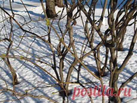 11 феваля 2015