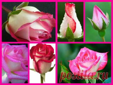 Photo Collages