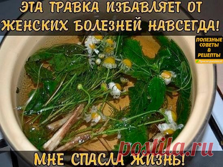 ЭТА ТРАВКА ИЗБАВЛЯЕТ ОТ ЖЕНСКИХ БОЛЕЗНЕЙ НАВСЕГДА! МНЕ СПАСЛА ЖИЗНЬ!
Женщин часто называют слабым полом, и особенно это справедливо в отношении женского здоровья - его легко и быстро можно потерять и так сложно восстановить. На начальном этапе многие недуги можно одолеть с помощью лекарственных трав.
Фитотерапия - это хорошее дополнение к лечению. Лекарственные травы восстанавливают многие функции организма и стабилизируют его состояние.
Общеизвестный факт - причинами большинства женских забо