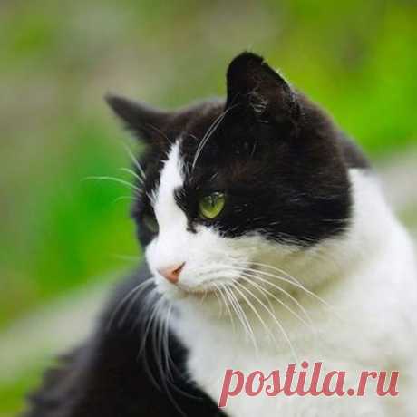 Самые важные вопросы о кошках и ответы на них