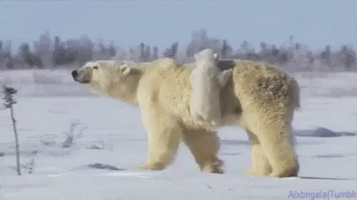 Милота! А ну-ка домой!