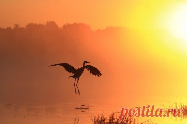 Серая цапля садится на воду. Автор фото — Николай Каранов: nat-geo.ru/photo/user/9396/