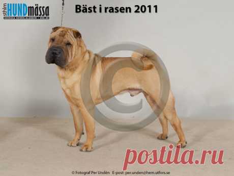 SHAR PEI Namn: HANYANGITALIANSPARKLINGWINEDOC  Ägare: THORSJÖ ANNA, KATRINEHOLM Uppfödare: PIATTI SILVIA, ITALIEN