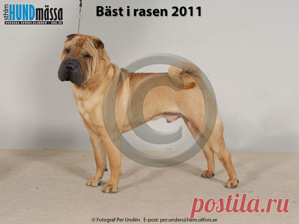 SHAR PEI Namn: HANYANGITALIANSPARKLINGWINEDOC  Ägare: THORSJÖ ANNA, KATRINEHOLM Uppfödare: PIATTI SILVIA, ITALIEN