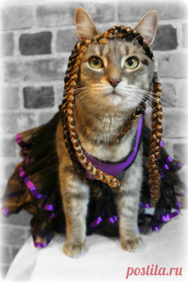 Этот кот обожает переодевания, и восхитителен в любых образах