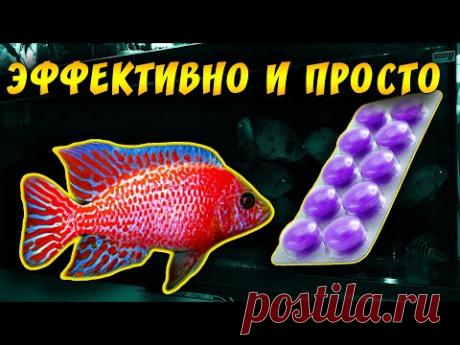 АПТЕЧНЫЕ ТАБЛЕТКИ ДЛЯ ЛЕЧЕНИЯ АКВАРИУМНЫХ РЫБОК ОТ БАКТЕРИАЛКИ! - YouTube