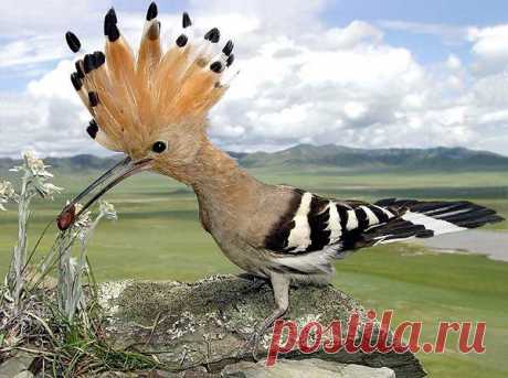 Птицей 2013 года в Беларуси выбран удод - Беларусь - моя страна