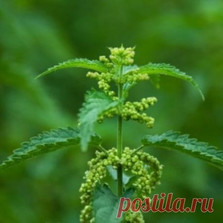 Что можно подкормить крапивой – лучшие рецепты зеленого удобрения