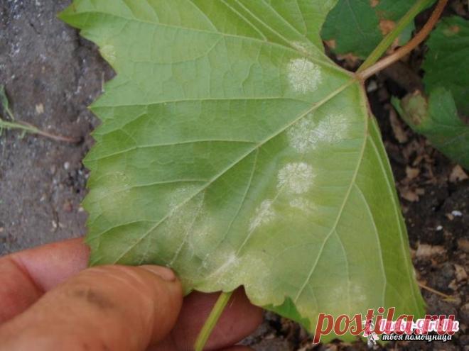 «Черная и белая мошка на винограде - как бороться?» — карточка пользователя Александр К. в Яндекс.Коллекциях