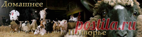 Домашнее подворье. Свиньи на подворье, овцы на подворье, куры на подворье, Корова на подворье...