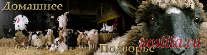 Домашнее подворье. Свиньи на подворье, овцы на подворье, куры на подворье, Корова на подворье...