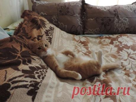 Наши коты - #15 | Кошка Чернуха и кот Беляшик | Яндекс Дзен