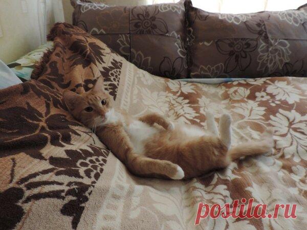 Наши коты - #15 | Кошка Чернуха и кот Беляшик | Яндекс Дзен