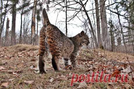 Different perspective | Young bobcat Taken at Minnesota Wild… | Flickr