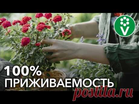 Как посадить РОЗУ весной? Учимся сажать розы по всем правилам