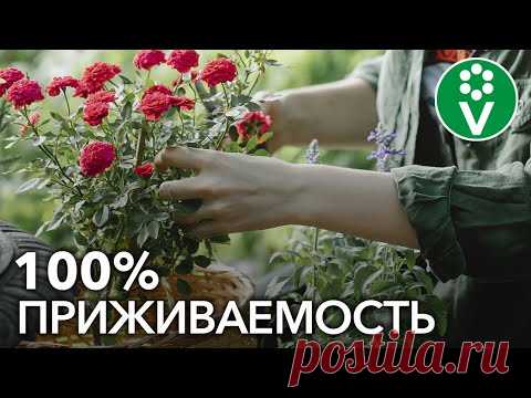 Как посадить РОЗУ весной? Учимся сажать розы по всем правилам