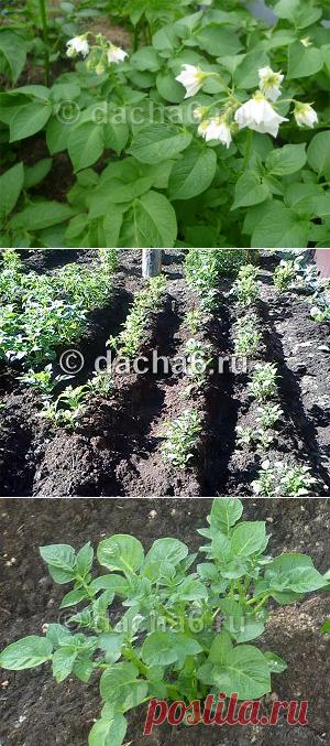 Подкормка картофеля дрожжами