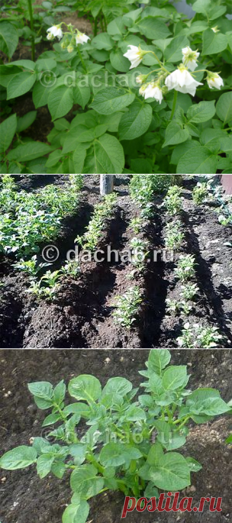 Подкормка картофеля дрожжами