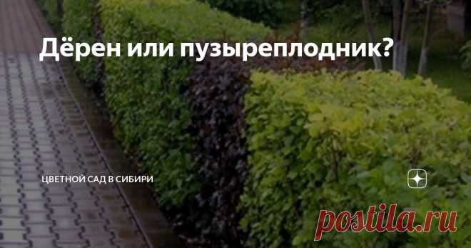 Дёрен или пузыреплодник? Статья автора «Цветной сад в Сибири» в Дзене ✍: Как-то меня спросили, какое растение я посадила бы у себя в качестве живой изгороди : дёрен или пузыреплодник калинолистный....