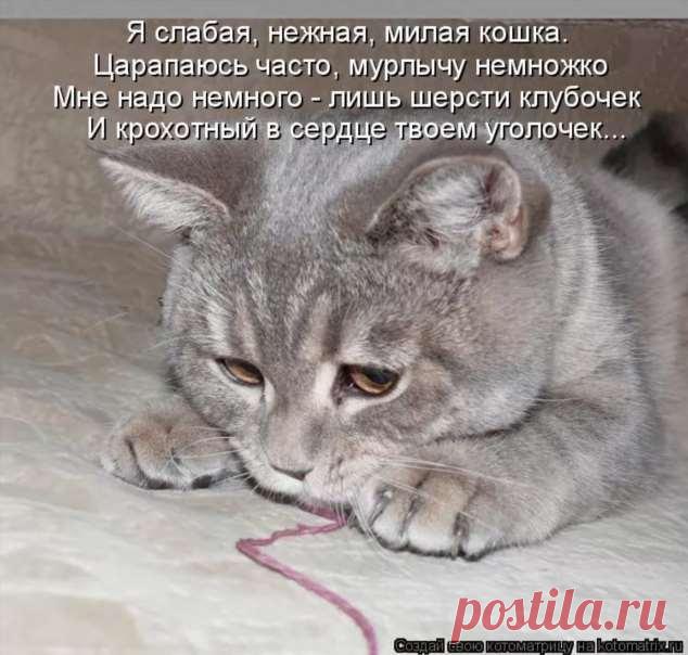 Пуси-пуси юмор для девушек и женщин. Подборка прикольных картинок и фото №ofigennaja-43151007052020 | Офигенная