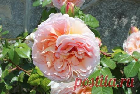 Сорта плетистых роз