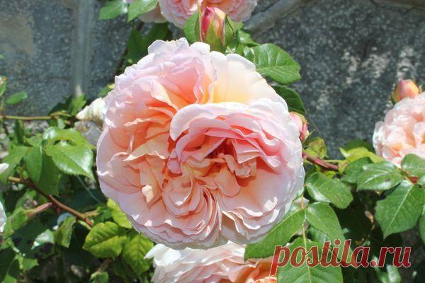 Сорта плетистых роз