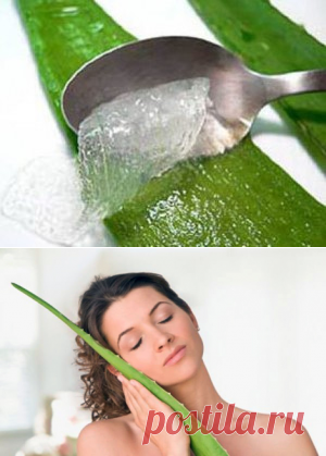 О том, как приготовить из алоэ лекарства. — Всегда в форме!