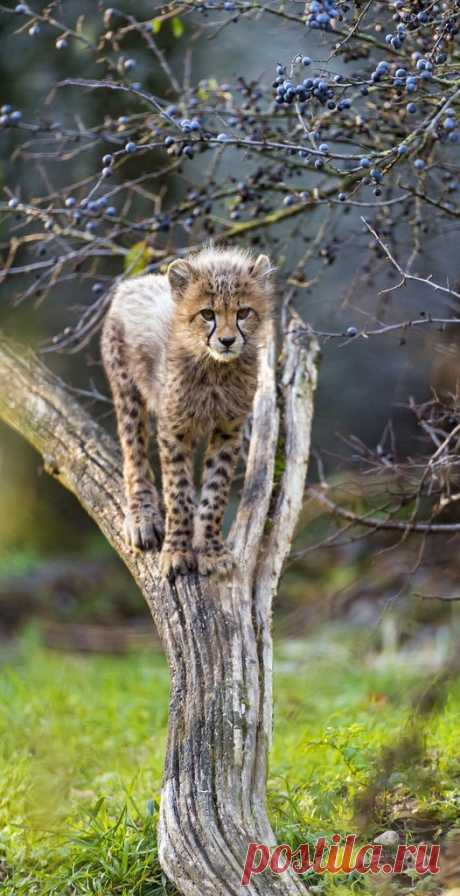 Cheetah cub on the tree | par Tambako the Jaguar