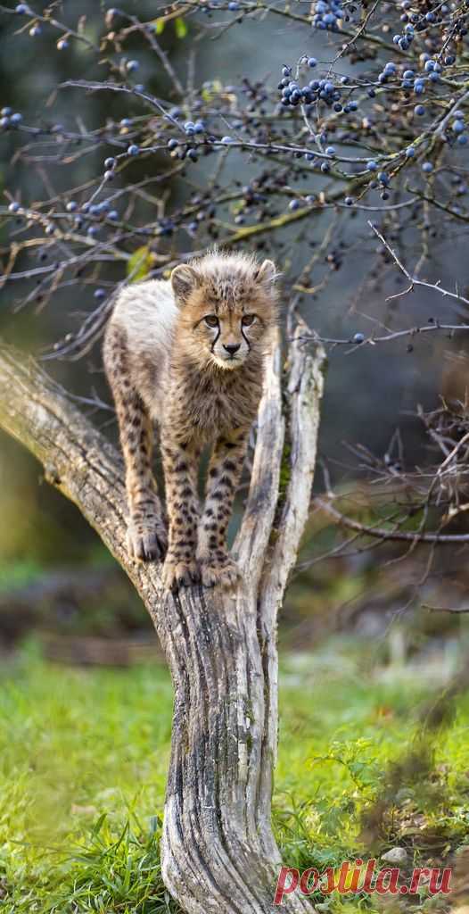 Cheetah cub on the tree | par Tambako the Jaguar
