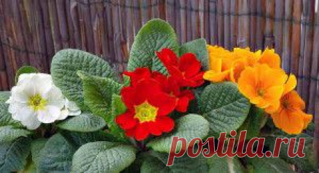 Выращивание примулы из семян, омоложение куста | Дача - впрок