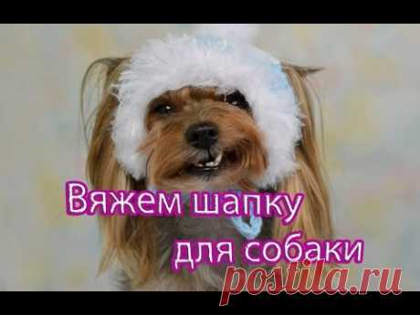 ДЛЯ СОБАК | Записи в рубрике ДЛЯ СОБАК | Дневник ЗОЯ_ЦЫБА