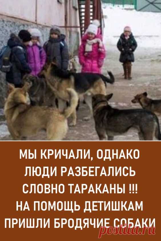 Мы кричали, однако люди разбегались, словно тараканы!!! На помощь детишкам пришли бродячие собаки. Услышав такую историю, поневоле задумаешься о том, что многие животные гораздо более человечны, чем некоторые люди…