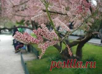 (11) Одноклассники