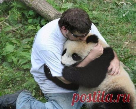 Китайские учёные наймут &quot;обнимателя&quot; панд с зарплатой 32 тысячи долларов в год. Лайк, если эта работа специально для тебя