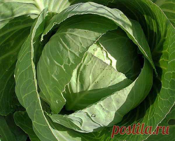 Блошку как ветром сдуло.