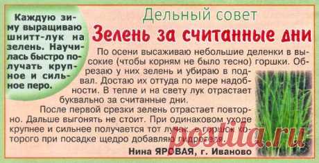 Шнитт-лук на зелень зимой