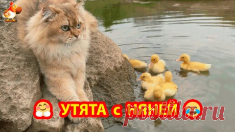 Кошка накупала утят и отвела родителям (часть 3) 🤗 Пушистая няня всем нравится ❗😂😅 | Курочка | Дзен