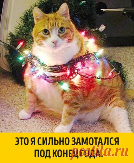 15 животных, которые ждут Нового года, совсем как мы