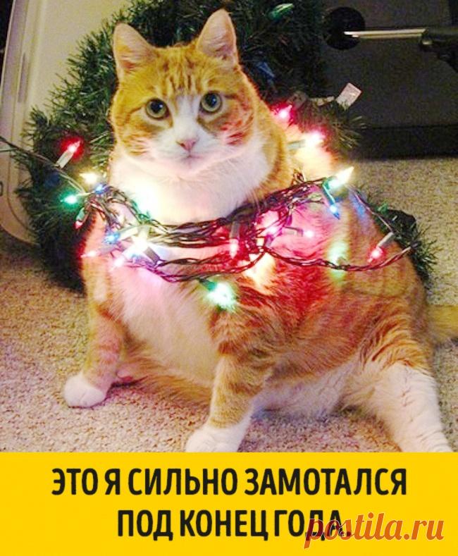 15 животных, которые ждут Нового года, совсем как мы