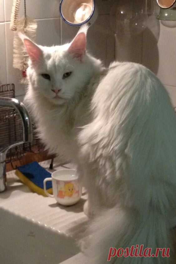 i love animals | Facebook