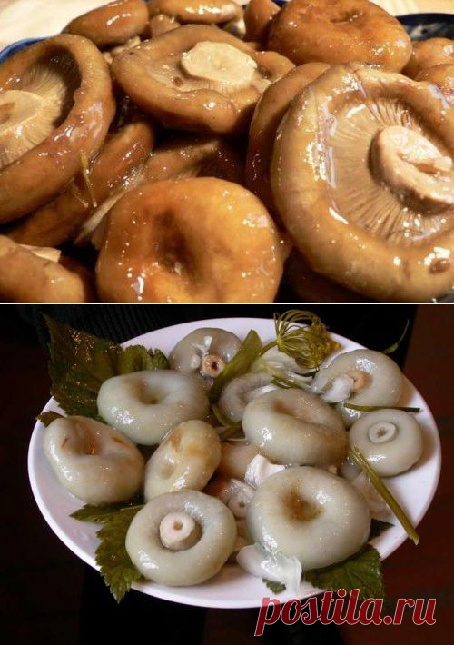Грузди: солим и маринуем.