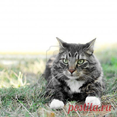 Cute&Cool Pets 4U: Кошки мейн-куны